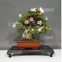 rhododendron-laeteritium-tensho-28050185