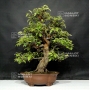 pseudo-cydonia-sinensis-ref-18060183