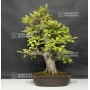pseudo-cydonia-sinensis-ref-18060182