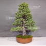 pinus-pentaphylla-ref-22060181