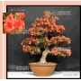 rhododendron-kin-no-hana-22060184-promotion