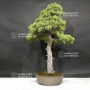 pinus-pentaphylla-ref-25060181