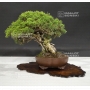 juniperus-chinensis-itoigawa-ref-25060189