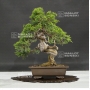 juniperus-chinensis-itoigawa-ref-250601810