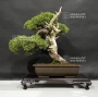 juniperus-chinensis-var-itoigawa-27060184