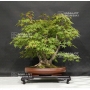 acer-palmatum-04070184