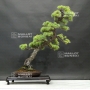 pinus-pentaphylla-6070186
