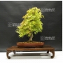 acer-palmatum-ref-6070185