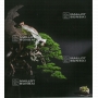 Bonsai focus magazine 103