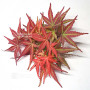 acer palmatum seigen ref :042025