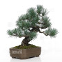 Pinus pentaphylla  ref : 16120254