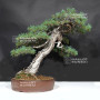 Pinus pentaphylla ref: 30060268