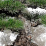 Pinus thunbergii ref: 16070261