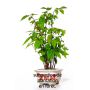 carpinus japonica 1 plante pot 1 litre