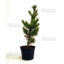 pinus pentaphylla variété "blue lou" pot 10 litres