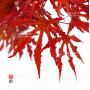 acer palmatum mikazuki