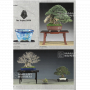 BONSAI FOCUS N° 111