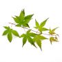 ACER PALMATUM en godet lot de 50 plants