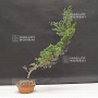 juniperus chinensis itoigawa 20-40 cm