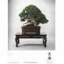 BONSAI FOCUS N° 114