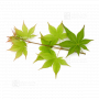 Graines d'Acer palmatum gassho