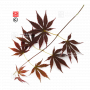 graines d'acer matsumurae kaga oh beni