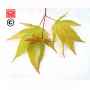 graines d'acer matsumurae lutescens