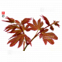 graines d'acer amoenum tsuri nishiki