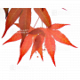 graines d'acer amoenum whitney red