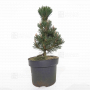 Pinus thunbergii "kotobuki" 35-40 cm.