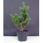 Pinus parviflora ssp. pentaphylla glauca pot 4 lit