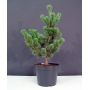 Pinus parviflora ssp. pentaphylla hagoromo pot 10