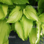 Hosta Amalia