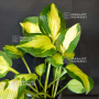 Hosta Emerald charger