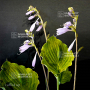 Hosta Ruffed up