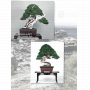 BONSAI FOCUS N° 120