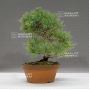 VENDU Pinus pentaphylla du Japon ref :08070221