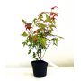 Acer palmatum DESHOJO de bouture 1.5