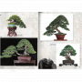 BONSAI FOCUS N° 130