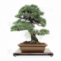 VENDU Pinus pentaphylla ref 030120254