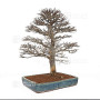 Acer buergerianum ref :21020253
