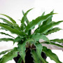hosta silly string