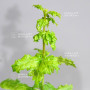 acer circinatum gees witchs broom