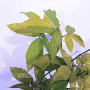 acer maximowiczanum
