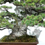 pin 5 aiguilles kokonoe ref 210202512