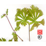 Graines d'Acer japonicum maiku jaku