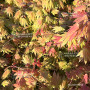 graines d'acer palmatum moonrise