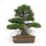 Pinus thunbergii ref: 16070261