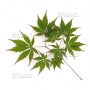 Graines d'Acer Matsumurae Matsukaze