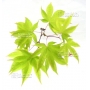 Graines d'Acer Amoenum Mon zukushi